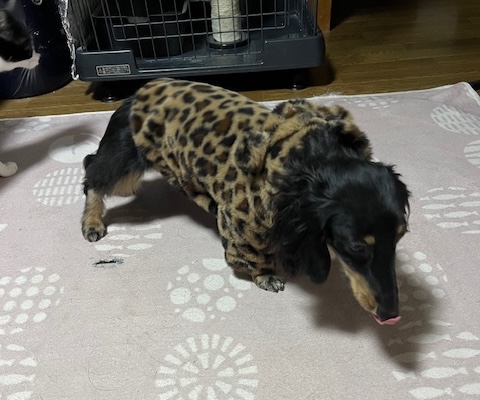 ダックスお迎え方法7
