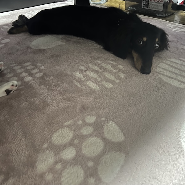 初めての犬グッズ、これで安心1