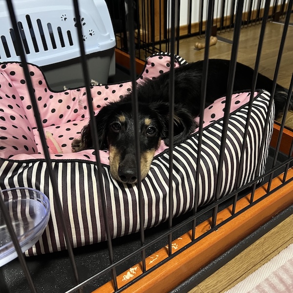 初めての犬グッズ、これで安心3