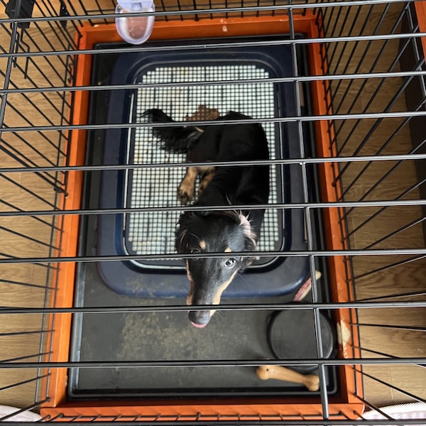初めての犬グッズ、これで安心4