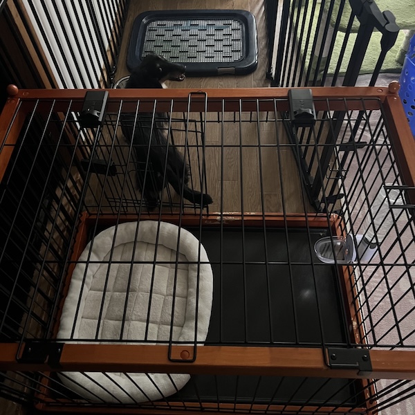 初めての犬グッズ、これで安心5