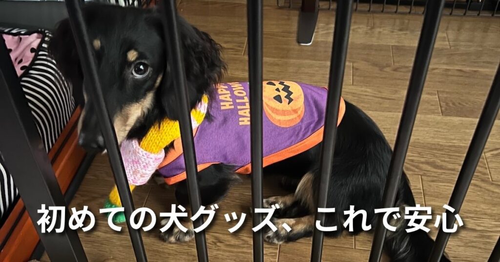 初めての犬グッズ、これで安心 アイキャッチ