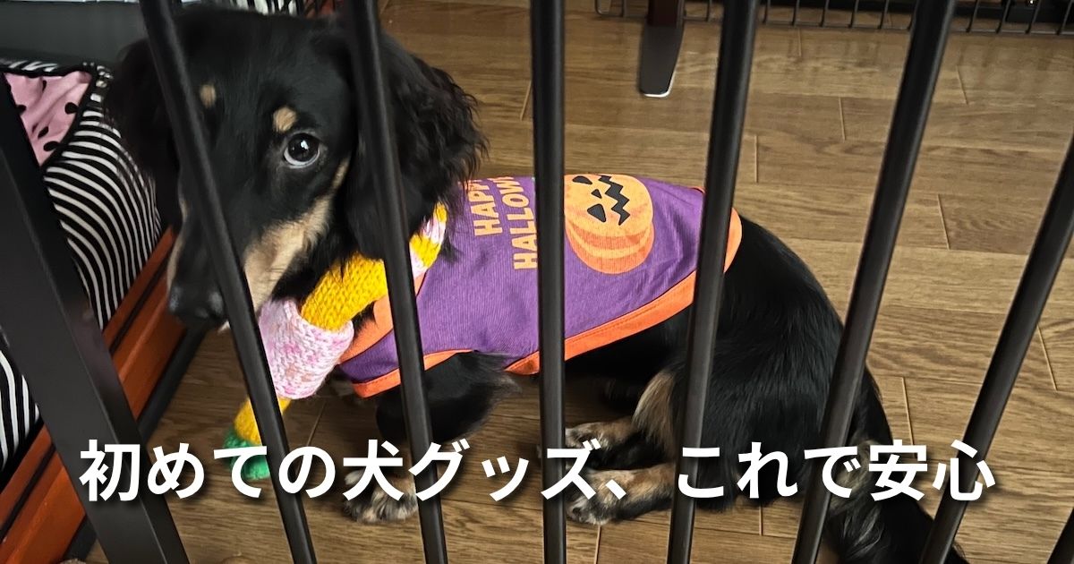 初めての犬グッズ、これで安心 アイキャッチ