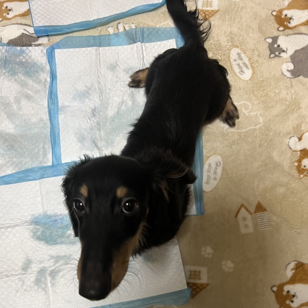 犬スターターセット