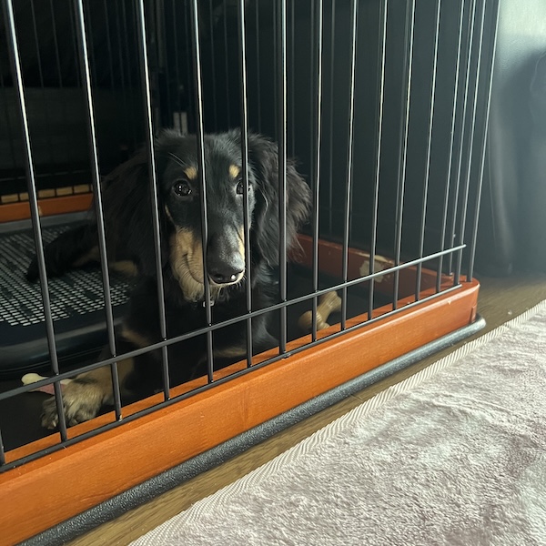 犬スターターセット2