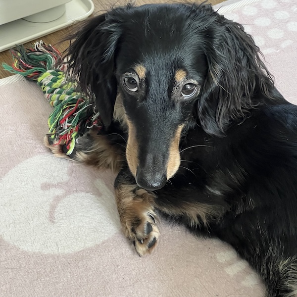 犬スターターセット10