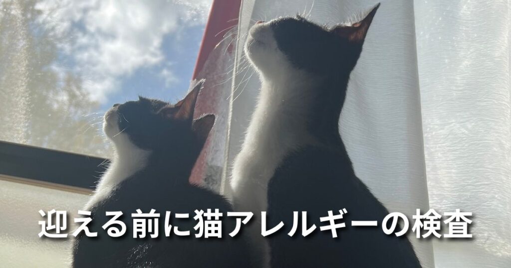 迎える前に猫アレルギーの検査 アイキャッチ