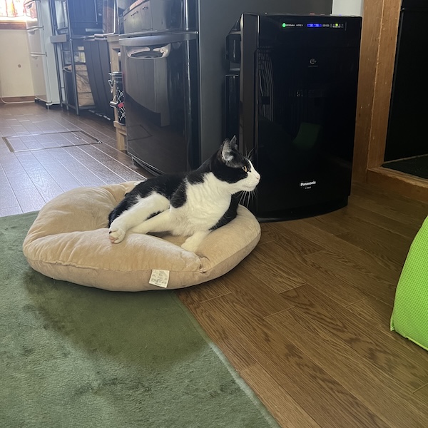 猫アレでも猫と暮らせる1