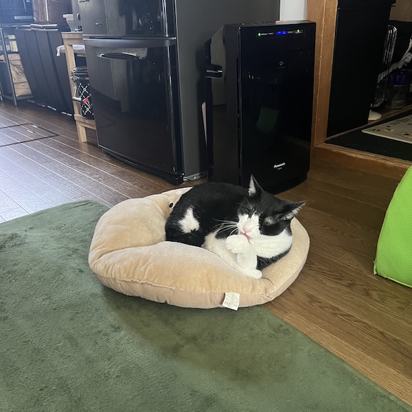 猫アレでも猫と暮らせる3