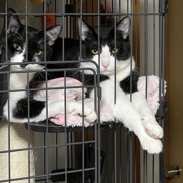 猫の飼い始め、これで安心1