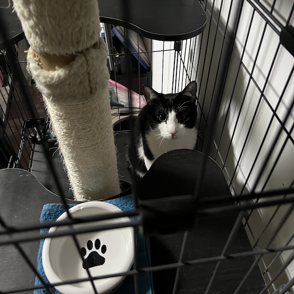 猫の飼い始め、これで安心4