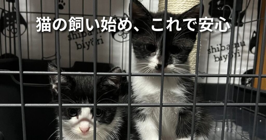 猫の飼い始め、これで安心 アイキャッチ