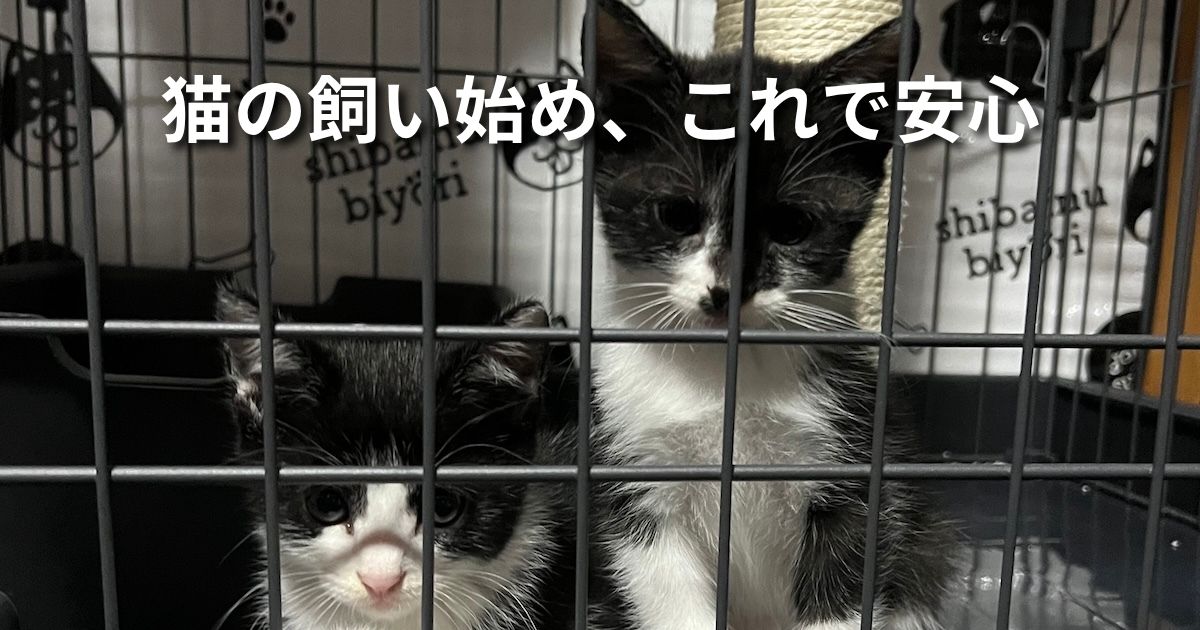 猫の飼い始め、これで安心 アイキャッチ