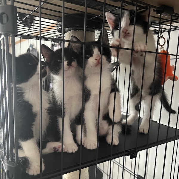猫スターターセット