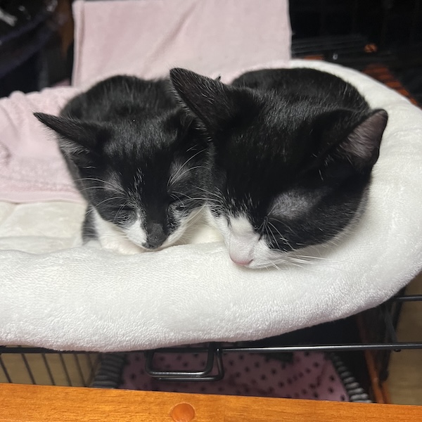 猫スターターセット1