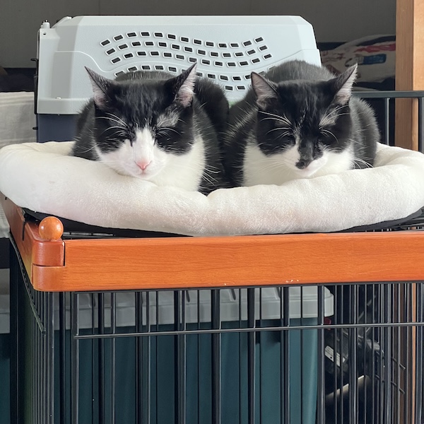 猫スターターセット2