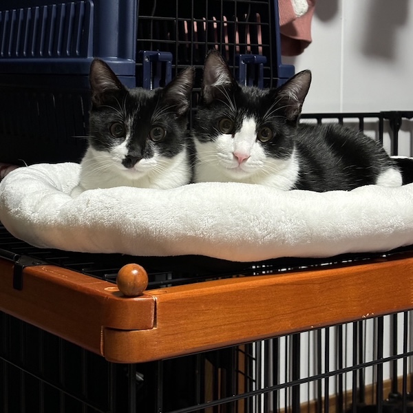 猫スターターセット3