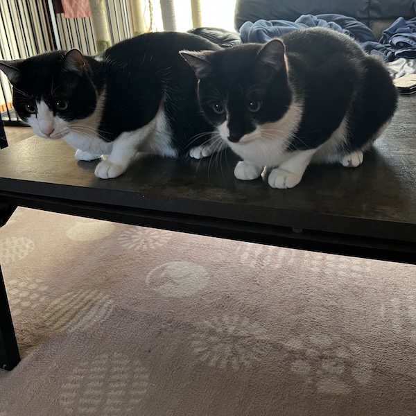 キャットフード1