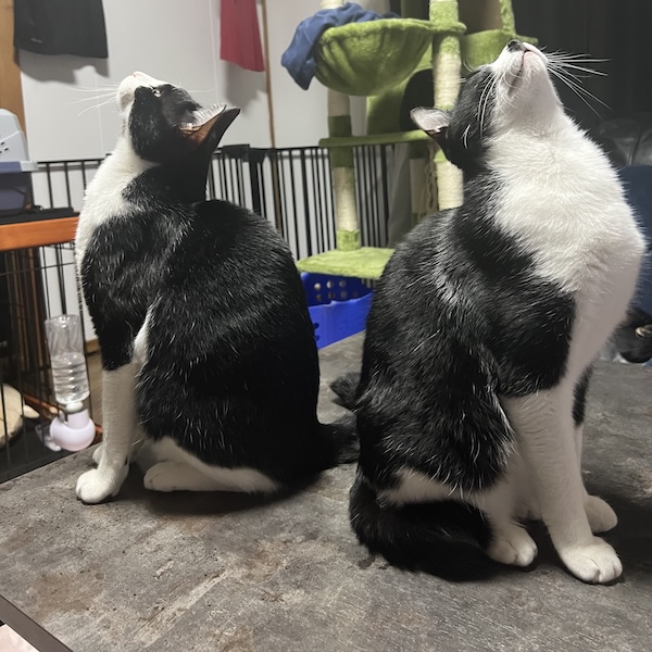 キャットフード3