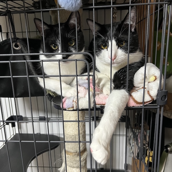 猫スターターセット