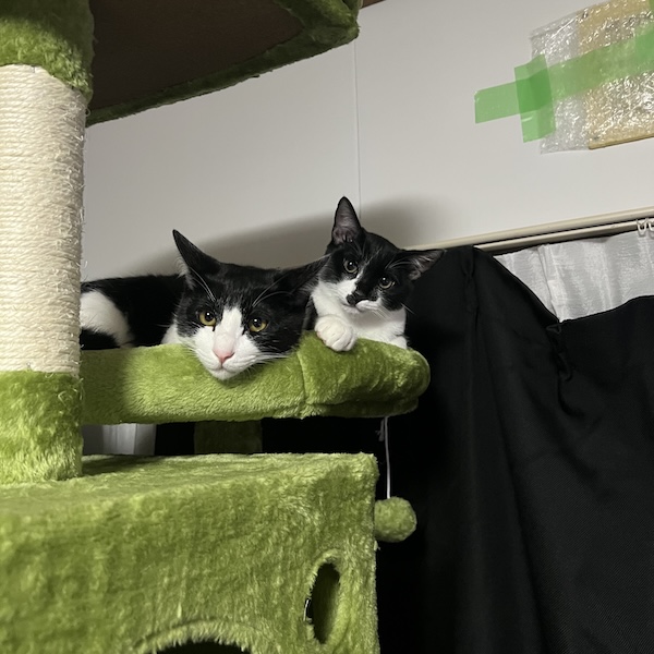 猫スターターセット1