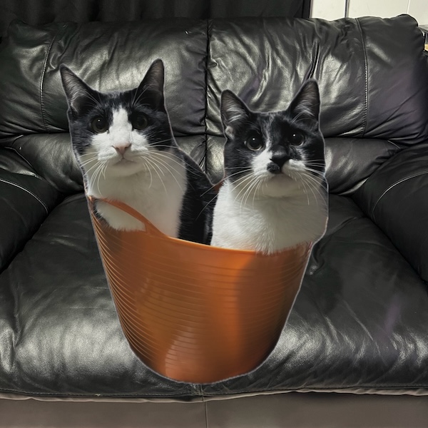 猫スターターセット4