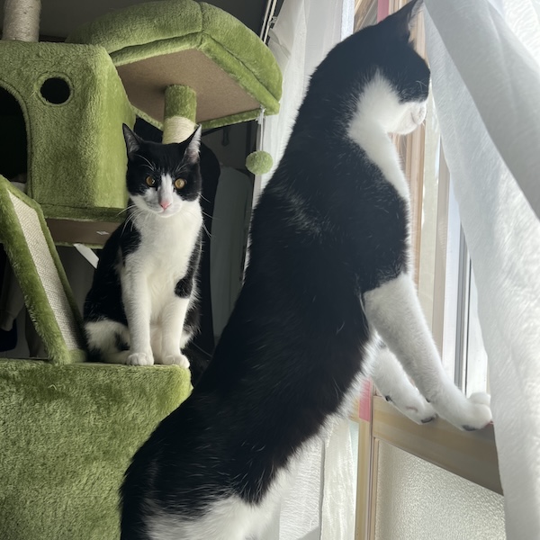 猫スターターセット7