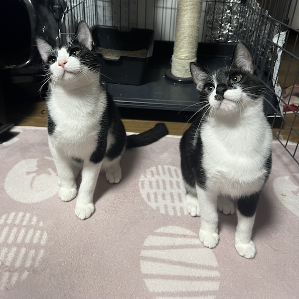 猫用品は、あとから足せる1