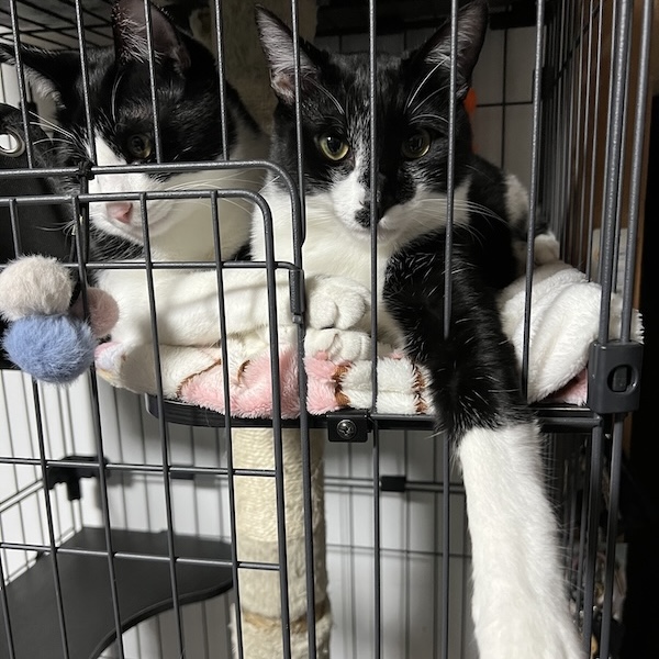猫用品は、あとから足せる5