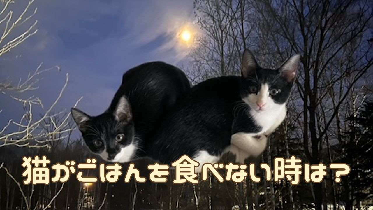 猫アイキャッチ キャットフード