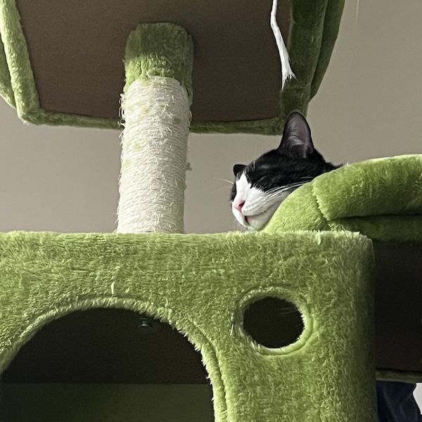 キャットタワーぐらつき対処4