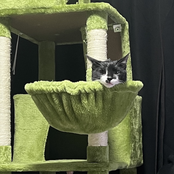 キャットタワーぐらつき対処5