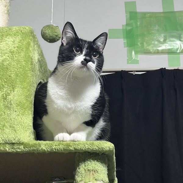 キャットフード2