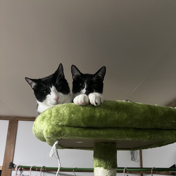 キャットタワー1