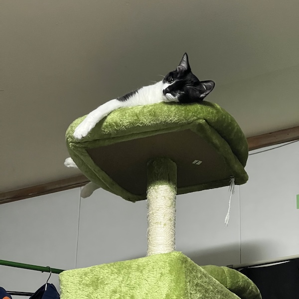 キャットタワー3