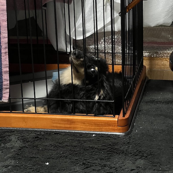 ダックスの留守番グッズ