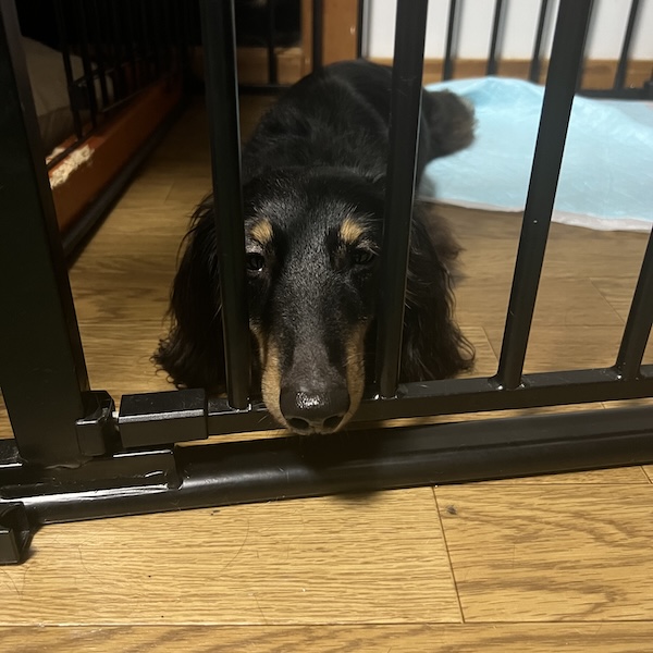 ダックスの留守番グッズ4