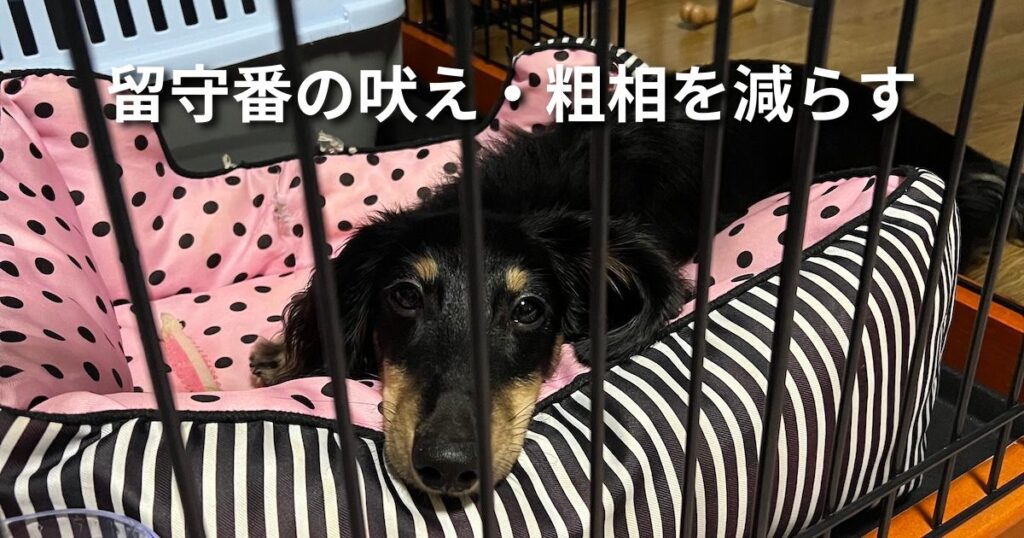 留守番の吠え・粗相を減らす アイキャッチ