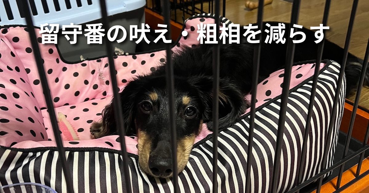 留守番の吠え・粗相を減らす アイキャッチ