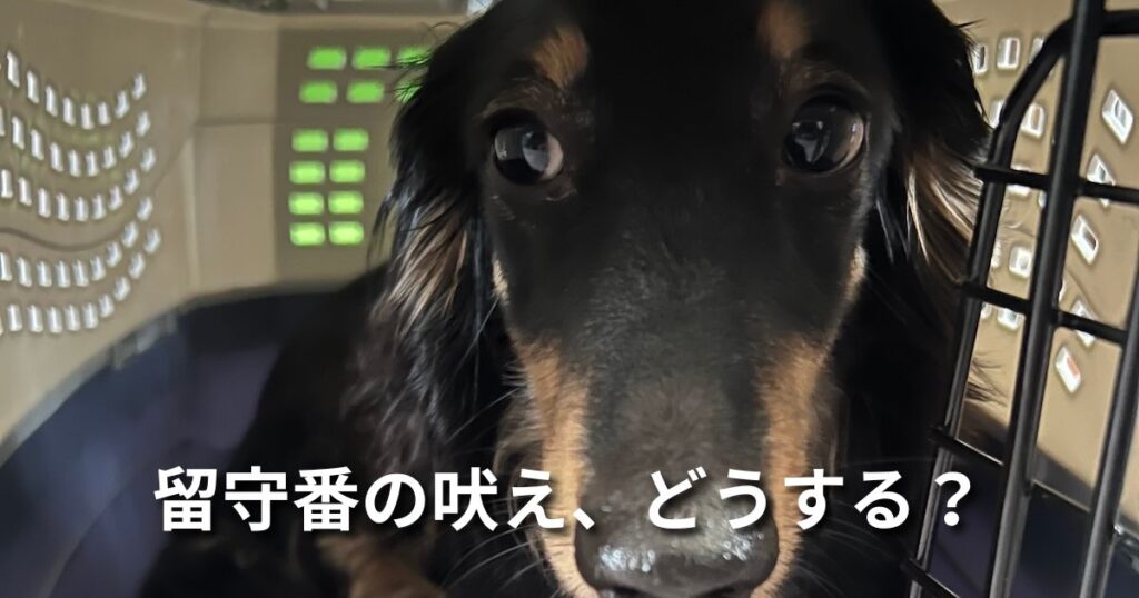 留守番の吠え、どうする？