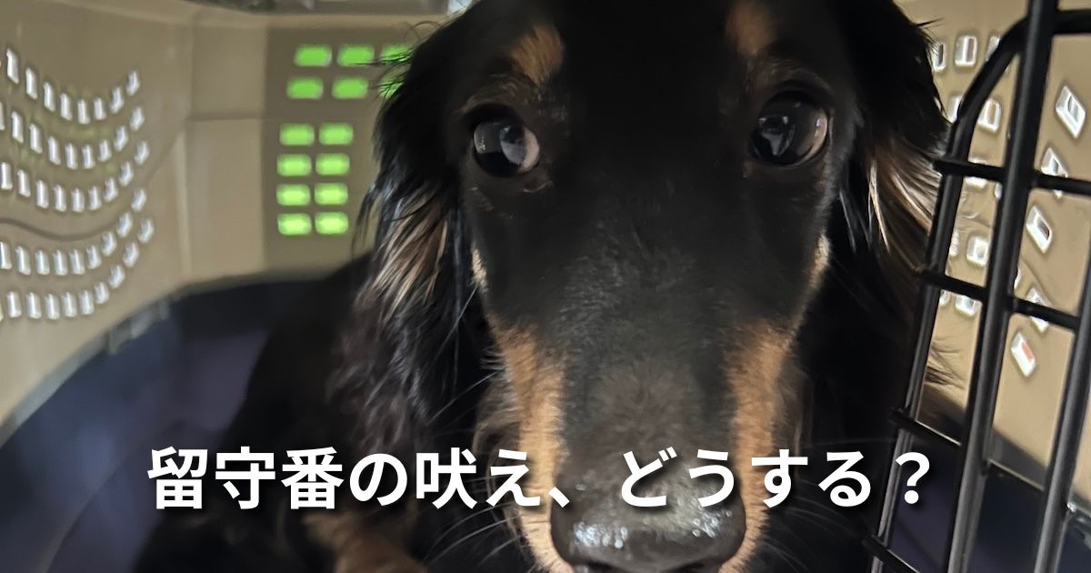 留守番の吠え、どうする？
