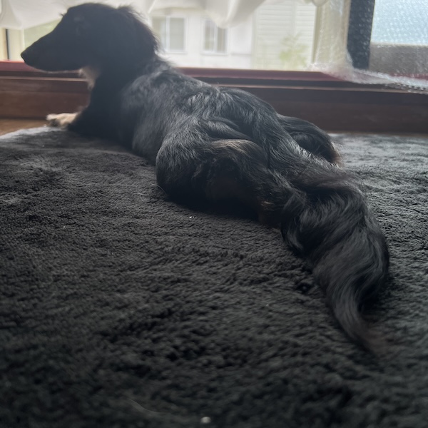 犬猫の死で仕事に行けなくなった