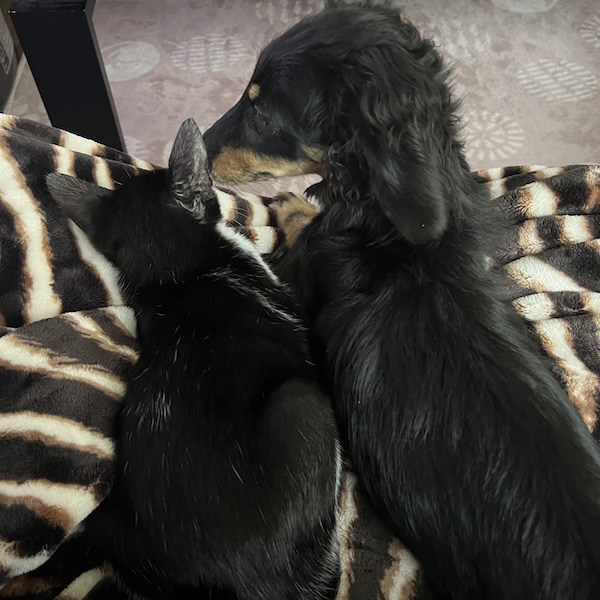 犬猫の死で仕事に行けない6