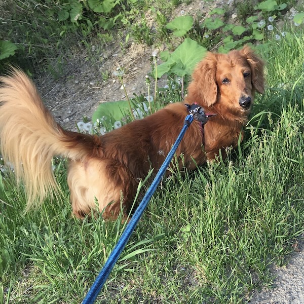 犬猫の死で仕事に行けない8