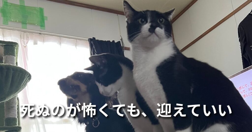 死ぬのが怖くても、迎えていい アイキャッチ