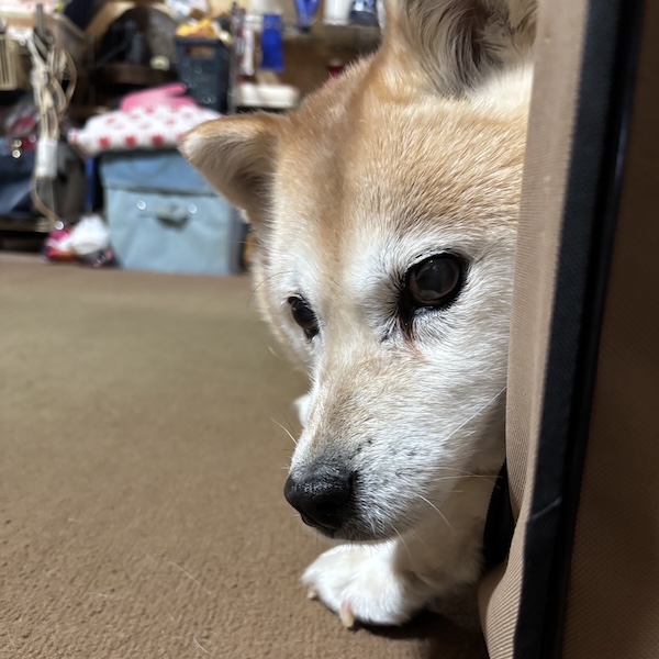仕事に行けなかった2週間2