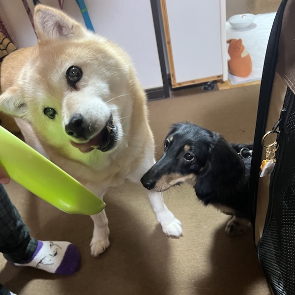 自宅でできるペット供養1