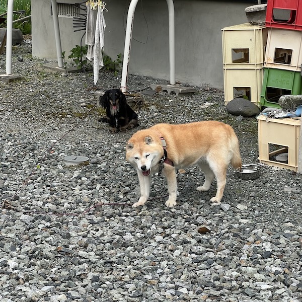 自宅でできるペット供養4