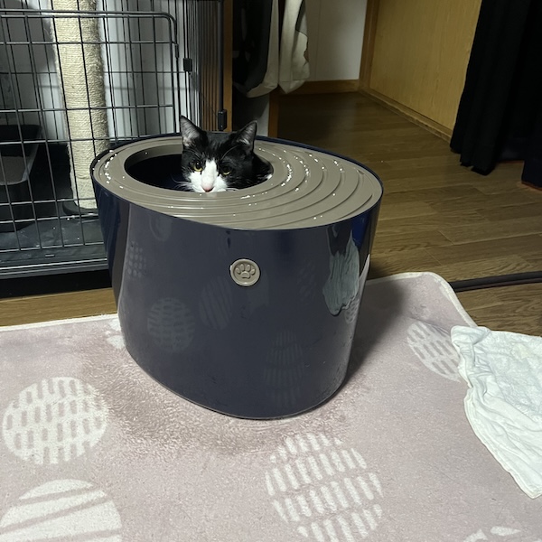 上から猫トイレ