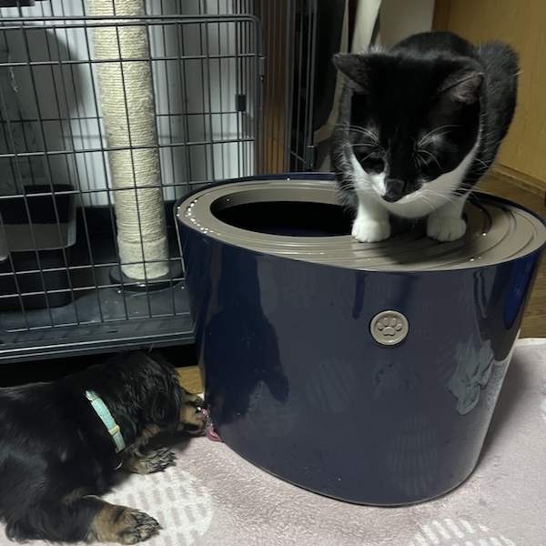 上から猫トイレ1